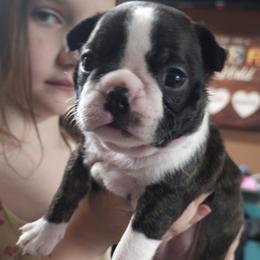 Soleil (Girl 4) - Black brindle and white female Boston Terrier puppy in Denver, Colorado from Diamonds In The Ruff Boston Terriers