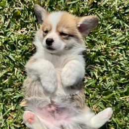 Otto - Red male Pembroke Welsh Corgi puppy in Alvin, Texas from Cottonwood Corgis