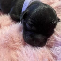 Purple collar - Cookie - Black and white female Shorkie puppy in Mays Landing, New Jersey from Fancy Paws Shorkies & Shih Tzus