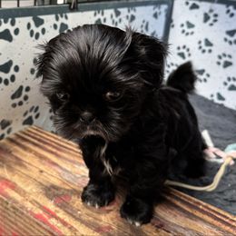 Kuna - Black and white female Shih Tzu puppy in Orange, California from Shih Tzu Hauz