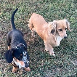 Dachshunds from Dashing Dachshunds RF