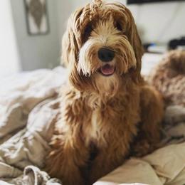 Tux female 2 - Red  female Goldendoodle puppy in Lafayette, Alabama from Sweethaven Kennels