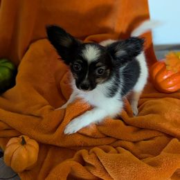 Ravyns Boy 3 - White black and tan male Papillon puppy in Joshua, Texas from Summertime Kennels