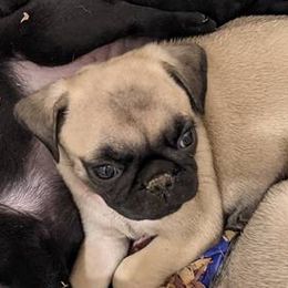 Pugs from Grumble Acres