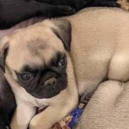 Pugs from Grumble Acres