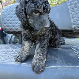 Phantom boy 1 - Phantom male Poodle puppy in Wentworth, South Dakota from PaintersPreciousPoodles