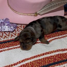 Oakley - Dapple female Dachshund puppy in Sheridan, Wyoming from Scottland Ranch Dachshunds