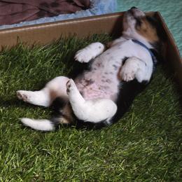 Halo - Black red and white male Beagle puppy in Palestine, Texas from The Beagle Corner