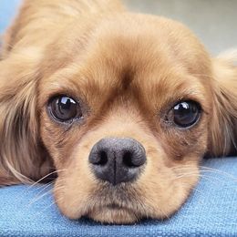 Bernese Mountain Dogs and Cavalier King Charles Spaniels from Premium Puppies
