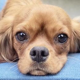 Bernese Mountain Dogs and Cavalier King Charles Spaniels from Premium Puppies