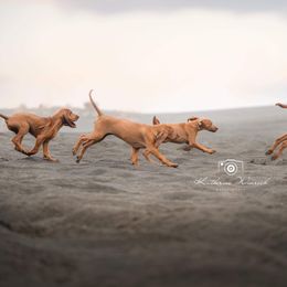 Redbone Coonhound puppies from Redleaf Coonhounds