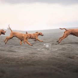 Redbone Coonhound puppies from Redleaf Coonhounds