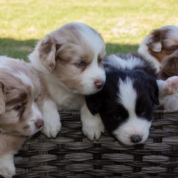 Australian Shepherd Puppies from Cedarville Aussies