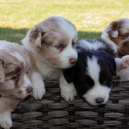 Australian Shepherd Puppies from Cedarville Aussies