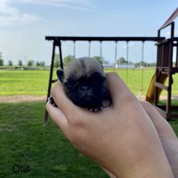 Milo - Fawn Pug puppy in New Haven, Indiana from Milan Pugs