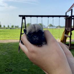 Milo - Fawn Pug puppy in New Haven, Indiana from Milan Pugs