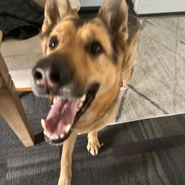 German Shepherd All Grown Up from Jessica Wright's German Shepherds