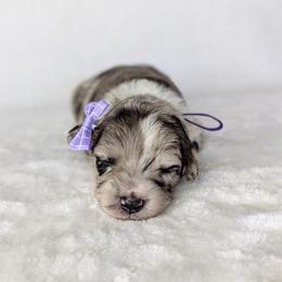 Purple collar - Blue merle female Australian Shepherd puppy in Coulee City, Washington from Mr and Mrs Doodle Farm
