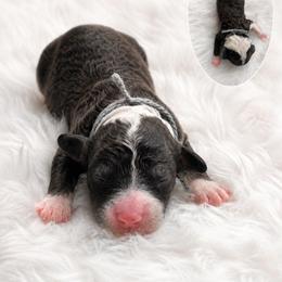 Clyde - Black and white male Aussiedoodle puppy in Hudson, Michigan from Haas Pawz