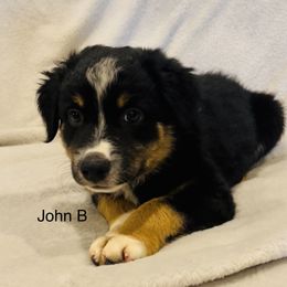 John B - Black Miniature Australian Shepherd puppy in Washington, Oklahoma from Okie Aussies