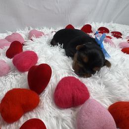 Boy 1 - Blue and gold male Yorkshire Terrier puppy in The Bronx, New York from Teenie Sweeties Yorkies