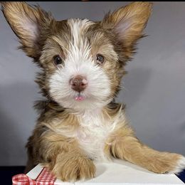 Kash - Yorkshire Terrier