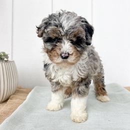 Thing 2 - Blue merle female Aussiedoodle puppy in Omro, Wisconsin from Crystal Ridge Doodles