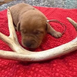 Girl 5 - Yellow female Labrador Retriever puppy in Normantown, West Virginia from Meadows Labradors