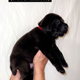 Cane Corso Puppies from Rock Creek Cane Corso