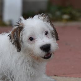 Twist Boy 1 - White and tan male Russell Terrier puppy in Middletown, Virginia from DBF Russell Terriers