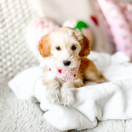 Cashew - Cream male Goldendoodle puppy in Springville, Utah from Happy Doodle