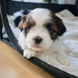 Brinna - Brindle female Lhasa Apso puppy in Hillsboro, Oregon from Luv-N-Laughter Lhasa Apsos