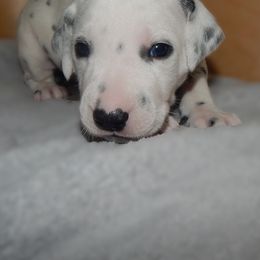 Grey - Gandalf - White and black male Dalmatian puppy in Jacksonville, Florida from Sunrise Dalmatians 🌄