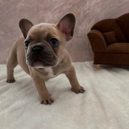Ace - Blue fawn male French Bulldog puppy in Riverview, Florida from The Frenchie Lady Co.