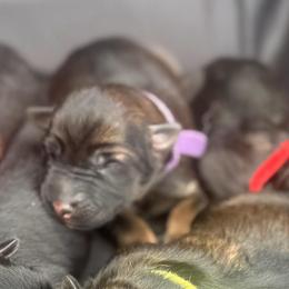 Purple collar - Sable female German Shepherd puppy in Prospect, Connecticut from Di Massimo Canile