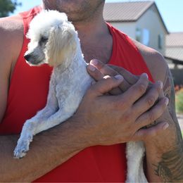 Orange girl - Cream female Poodle puppy in Maricopa, Arizona from La Petite poodle