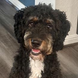 Bernedoodles from Kalamazoo Bernedoodles