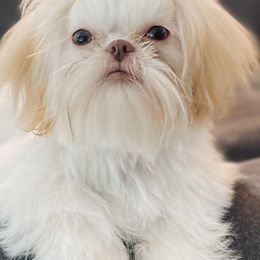 Shih Tzus from Kawai Inu