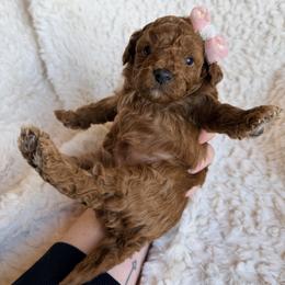 River - Red female Cavapoo puppy in Grants Pass, Oregon from Climate City Cavapoos