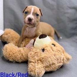 Red and Black Collar Male - Blue fawn male American Pit Bull Terrier puppy in Pensacola, Florida from Alpha Alliance Kennels
