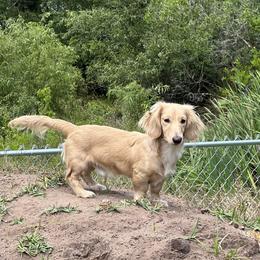 Roscoe - Dachshund