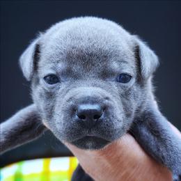 Tres - Blue male Staffordshire Bull Terrier puppy in Dallas, Texas from Wild Blue Staffords