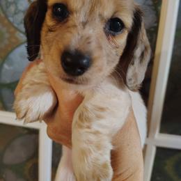 Girl 2 - Piebald female Dachshund puppy in Clayton, Indiana from Love Struck Miniature Dachshunds