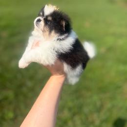 Tri and tan parti - Mojo Jojo - Tri-colored male Pomeranian puppy in Maynardville, Tennessee from Knox Posh Poms