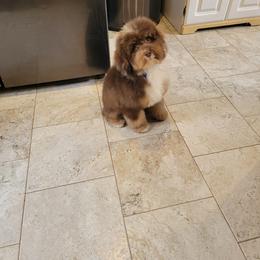 Brown Merle Boy - Merle male Bernedoodle puppy in Poplar Grove, Illinois from Awesome Paws