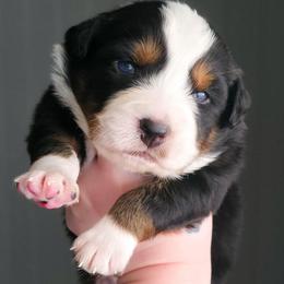 Noelle - Blue merle female Australian Shepherd puppy in Georgetown, Texas from River Reign Australian Shepherds