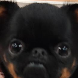 Brussels Griffons from Last Knight Kennels and Greyhawk Kennels