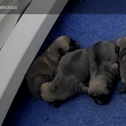 Pug Puppies from Garrick’s Precious Pugs