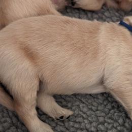 Golden Retriever Puppies from Goldens of Heritage Oaks