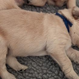 Golden Retriever Puppies from Goldens of Heritage Oaks